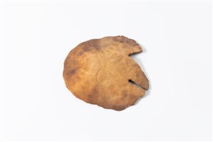 Image description is not available for 2011.51.1